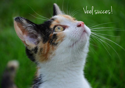 Wenskaart Veel succes